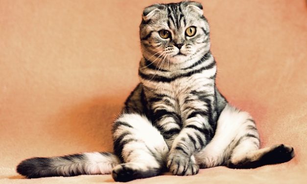 Massaggi ai gatti: è così che si sentono bene