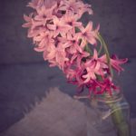 Piantare il vaso dei fiori correttamente
