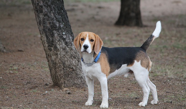 Quanti sono i beagles?