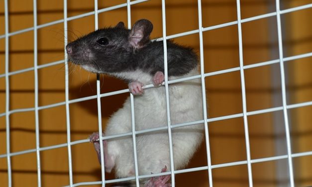 Addomesticamento ratti: come addomesticare i ratti giovani