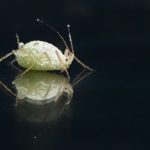 Afidi su nasturzio: questo è come rimuoverli in modo da preservarli dal vegetale