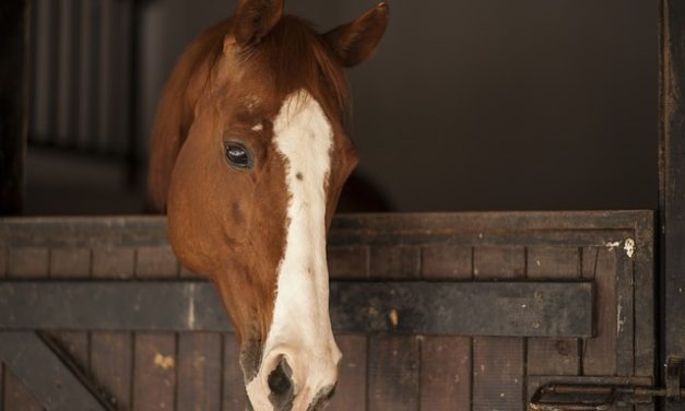 Cavalli Percheron in vendita: Riferimenti: Riferimenti