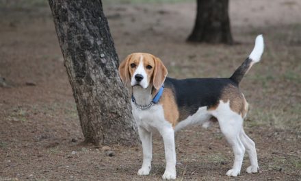 Hobby del Beagle: è così che funziona con la postura