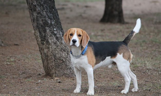 Hobby del Beagle: è così che funziona con la postura