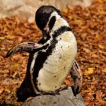 Pinguino come animale domestico? Come potrebbe funzionare una tutela