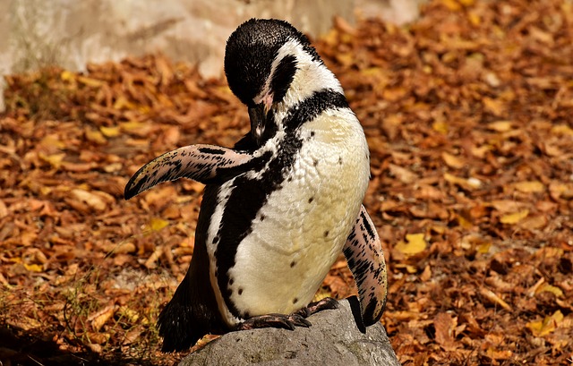 Pinguino come animale domestico? Come potrebbe funzionare una tutela