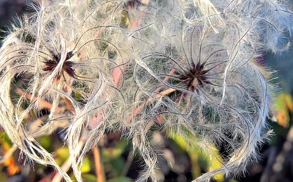 Serra solforosa: ecco come funziona