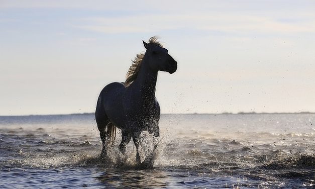 Acconciature a cavallo: istruzioni per una treccia spagnola