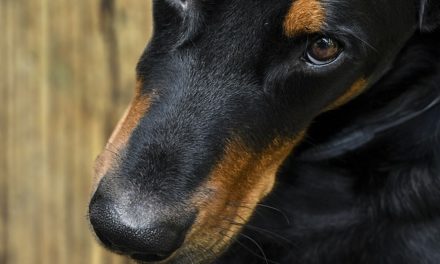 Aumento dell’acido urico nei cani: causa e cosa si può fare