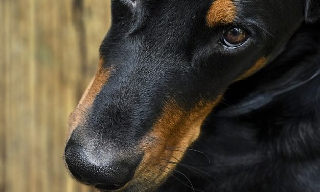 Aumento dell’acido urico nei cani: causa e cosa si può fare