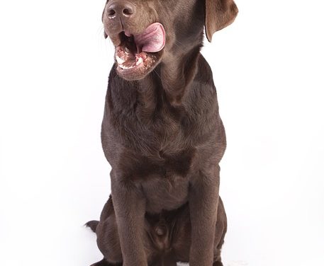Cibo ipoallergenico cane cibo: questo è quello che si dovrebbe prestare attenzione quando si acquista un cane cibo per cani