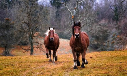 Howrse Edelstein-Horses ottenere: ecco come funziona