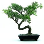 Potatura Bonsai: come farlo