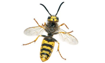 Rimozione del nido vespa: Chi paga? Come chiarire la questione dei costi