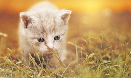 Bilance in pelliccia di gatto: come prendersi cura del tuo animale domestico correttamente