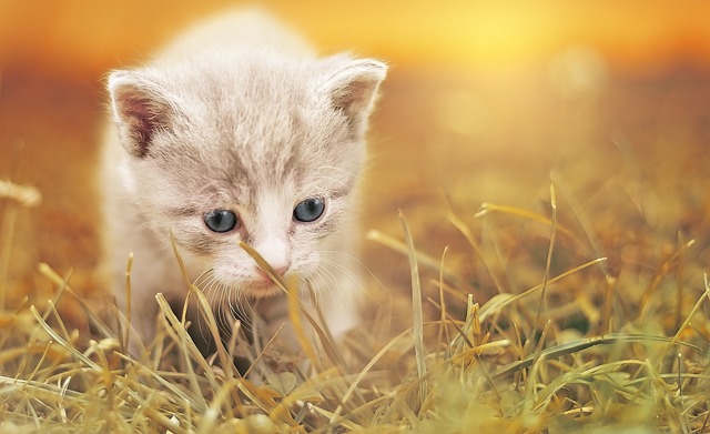 Bilance in pelliccia di gatto: come prendersi cura del tuo animale domestico correttamente