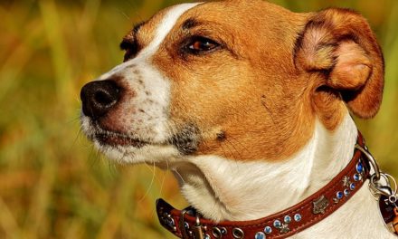 Jack Russell Terrier: svolgere l’istruzione professionalmente