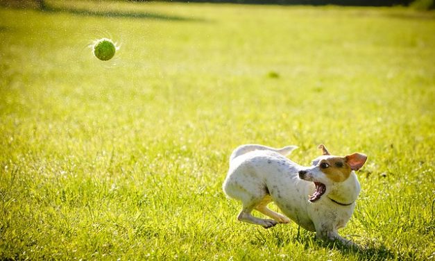 Labrador-Boxer-Puppies: Fatti interessanti sull’atteggiamento e la gestione