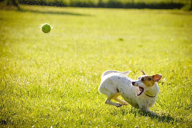 Labrador-Boxer-Puppies: Fatti interessanti sull’atteggiamento e la gestione