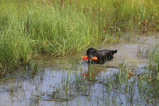 Preparazione del riso per cani: cucinare il vostro cibo per animali da compagnia