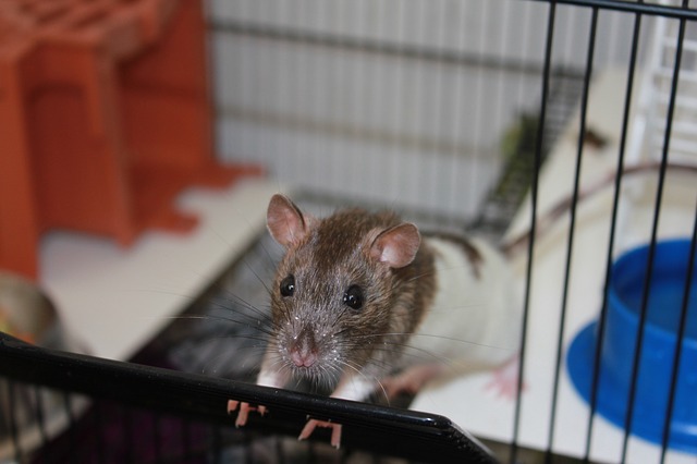 Pulizia gabbie di ratti: ecco come funziona