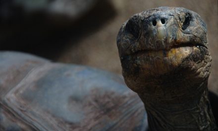 Quanto sono vecchie le tartarughe se allevate in modo adeguato alle specie?