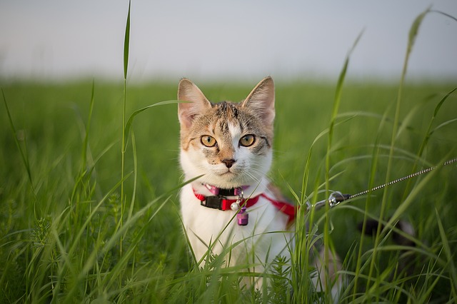 Abituarsi ai tuoi gatti per guinzagliare: è così che il tuo gatto di casa si abitua all’aria fresca
