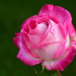 Applicare correttamente gli aiuti per la classificazione delle rose