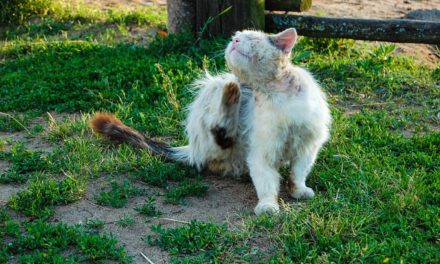 Combattere con successo le pulci nei gatti: questo deve essere osservato