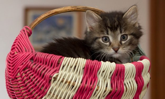 Dolore al ventre nei gatti: è così che puoi aiutare il tuo animale domestico