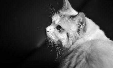 Gatto gatto morso al collo: Spiegazione del comportamento