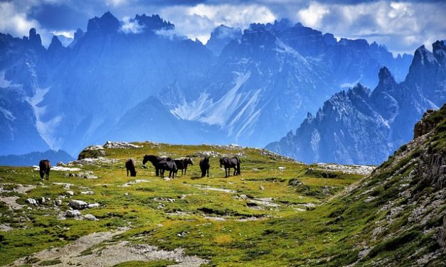 Lavoro a terra con i cavalli: esercizi semplici