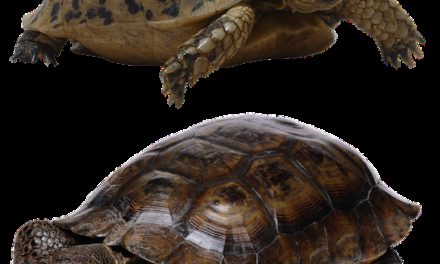 Mantenere le tartarughe come animali domestici: questo è ciò che si dovrebbe guardare fuori per