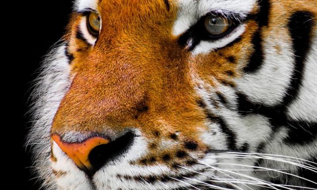 Quando i gatti diventano raucedine – aiutare la tigre tigre casa