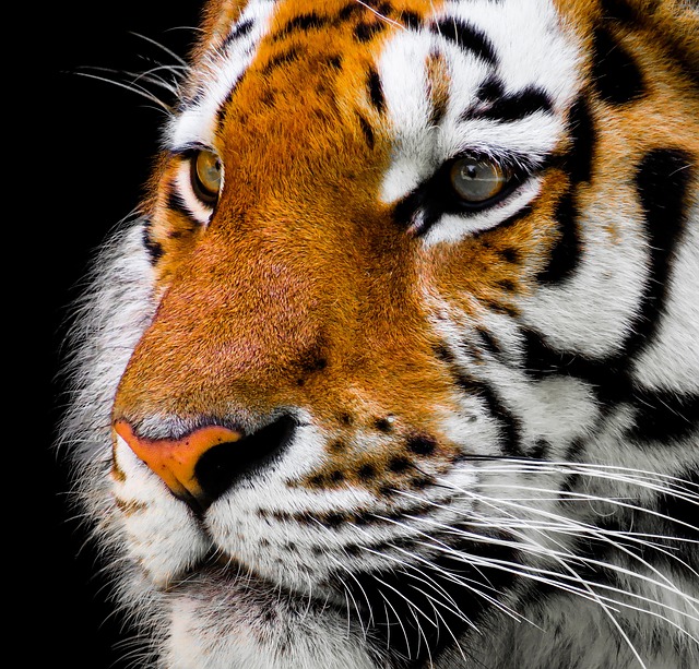 Quando i gatti diventano raucedine – aiutare la tigre tigre casa