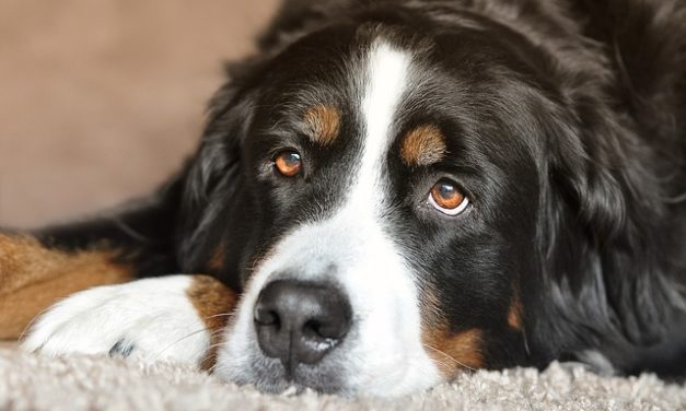 Dare il tuo cane al rifugio: quello che dovresti considerare