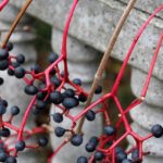 Distribuzione delle api: come funziona