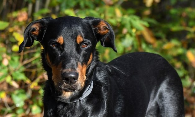 I cuccioli di Magyar-Vizsla li tengono adatti alle loro specie: ciò che si dovrebbe considerare con la razza cane