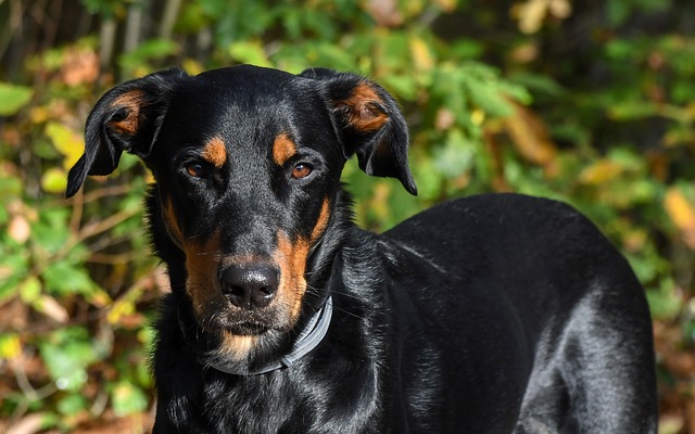 I cuccioli di Magyar-Vizsla li tengono adatti alle loro specie: ciò che si dovrebbe considerare con la razza cane