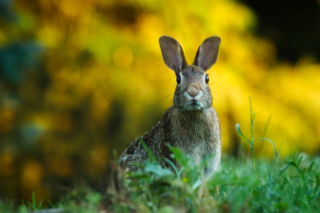 Coniglio starnute tutto il tempo: cosa fare?
