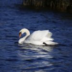 Erba dell’acqua: fatti interessanti sulla pianta