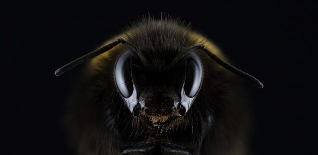 Forniture apicoltura Geller: Informativo