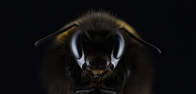 Forniture apicoltura Geller: Informativo
