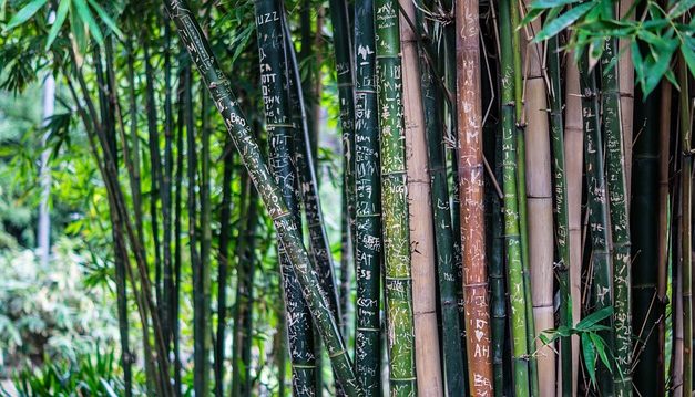 Il bambù ha foglie marroni: cosa fare?