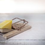 Marderfalle: Istruzioni per la costruzione di una trappola vivente