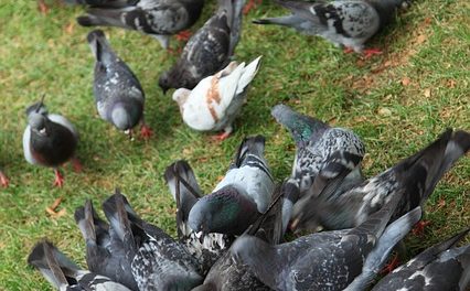 Mettere insieme cibo per i piccioni: è così che funziona senza pericoli