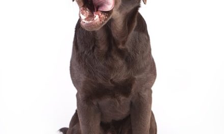 Cane mangia i capezzoli di cavallo – come agire correttamente