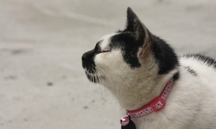 Come utilizzare correttamente il collare GPS per i gatti