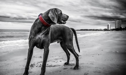 In Pericolo sulla spiaggia del cane: nota questo