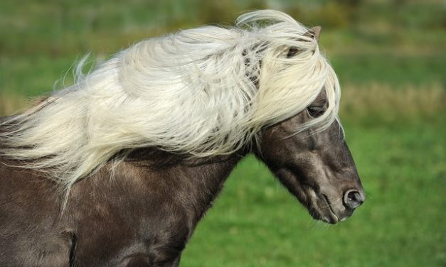 L’acquisto di un cavallo islandese: cosa si dovrebbe sapere sulla razza speciale